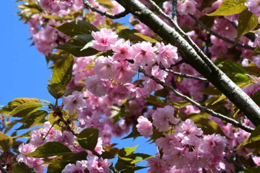 Bahçede büyüyen pembe çiçekli güzel bir ağaç.