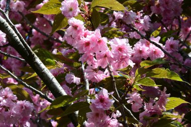 Güzel çiçeklerin yakın çekim görüntüsü, doğa konsepti arka plan