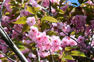 Bahçede büyüyen pembe çiçekli güzel bir ağaç.