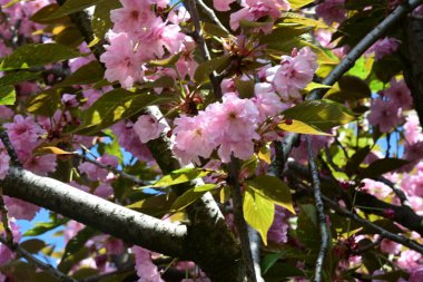 Bahçede büyüyen pembe çiçekli güzel bir ağaç.