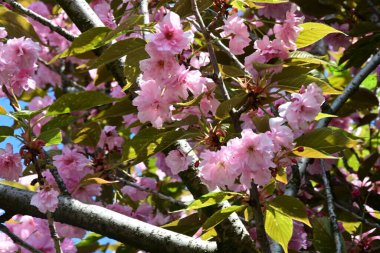 Bahçede büyüyen pembe çiçekli güzel bir ağaç.