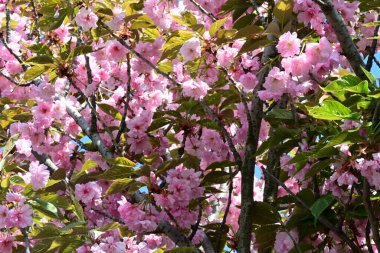 Bahçede büyüyen pembe çiçekli güzel bir ağaç.