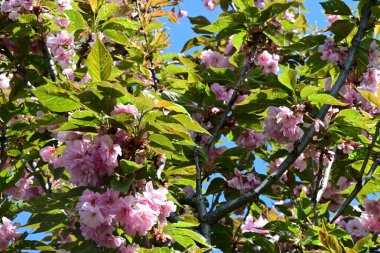Bahçede büyüyen pembe çiçekli güzel bir ağaç.