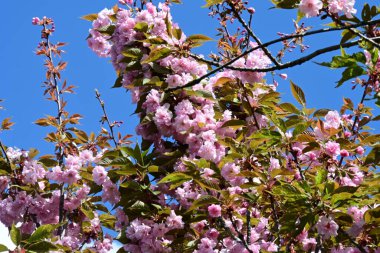 Bahçede büyüyen pembe çiçekli güzel bir ağaç.