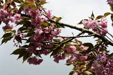Bahçede büyüyen pembe çiçekli güzel bir ağaç.