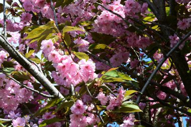 Bahçede büyüyen pembe çiçekli güzel bir ağaç.