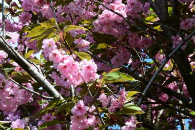 Bahçede büyüyen pembe çiçekli güzel bir ağaç.