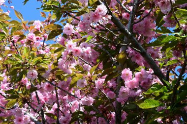 Bahçede büyüyen pembe çiçekli güzel bir ağaç.