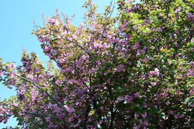 Bahçede büyüyen pembe çiçekli güzel bir ağaç.