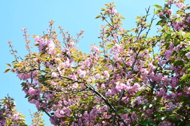 Bahçede büyüyen pembe çiçekli güzel bir ağaç.