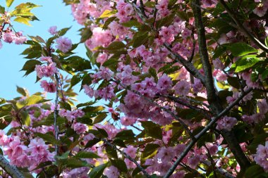 Bahçede büyüyen pembe çiçekli güzel bir ağaç.