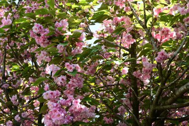 Bahçede büyüyen pembe çiçekli güzel bir ağaç.