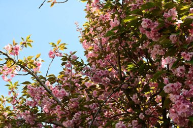 Bahçede büyüyen pembe çiçekli güzel bir ağaç.
