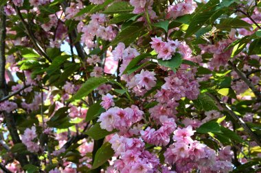 Bahçede büyüyen pembe çiçekli güzel bir ağaç.