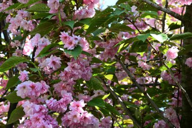Bahçede büyüyen pembe çiçekli güzel bir ağaç.