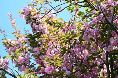 Bahçede büyüyen pembe çiçekli güzel bir ağaç.