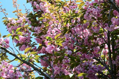 Bahçede büyüyen pembe çiçekli güzel bir ağaç.