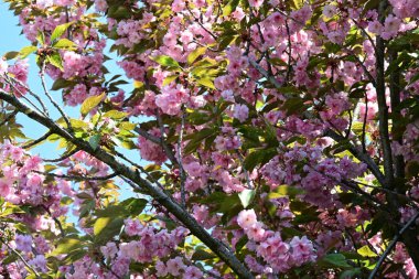 Bahçede büyüyen pembe çiçekli güzel bir ağaç.