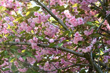 Bahçede büyüyen pembe çiçekli güzel bir ağaç.