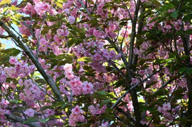Bahçede büyüyen pembe çiçekli güzel bir ağaç.