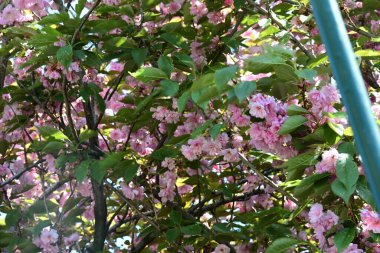 Güzel çiçeklerin yakın çekim görüntüsü, doğa konsepti arka plan