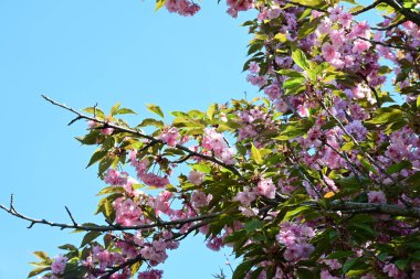 Bahçede büyüyen pembe çiçekli güzel bir ağaç.