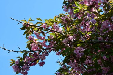 Bahçede büyüyen pembe çiçekli güzel bir ağaç.