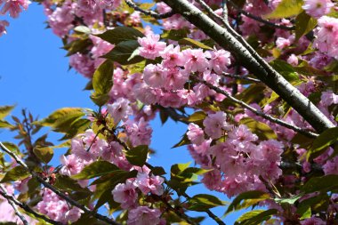 Bahçede büyüyen pembe çiçekli güzel bir ağaç.