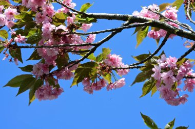 Bahçede büyüyen pembe çiçekli güzel bir ağaç.