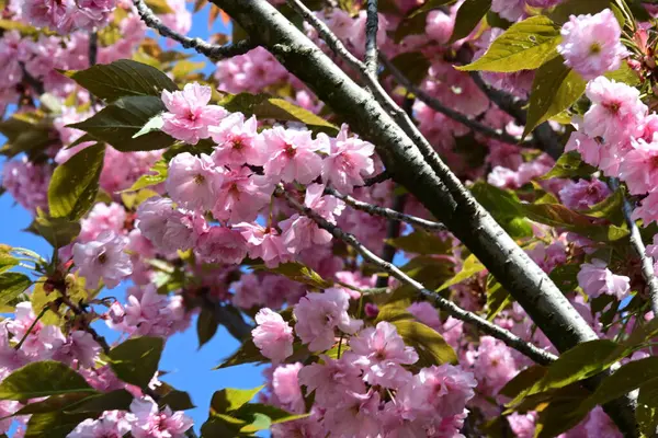Bahçede büyüyen pembe çiçekli güzel bir ağaç.