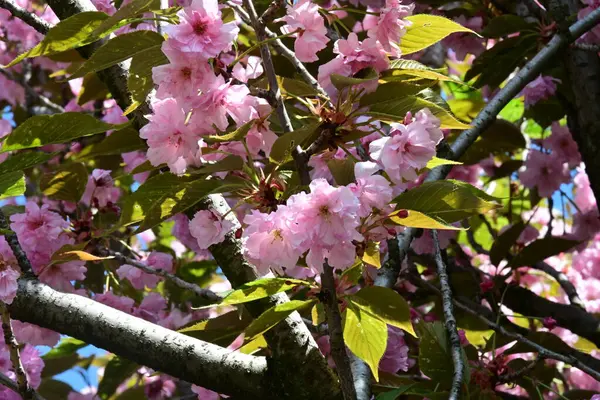 Bahçede büyüyen pembe çiçekli güzel bir ağaç.