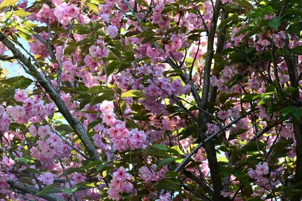 Bahçede büyüyen pembe çiçekli güzel bir ağaç.