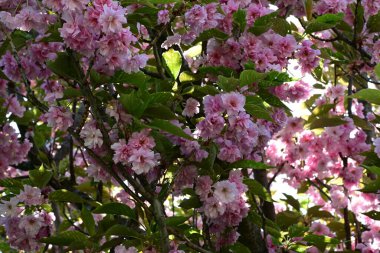 Bahçede büyüyen pembe çiçekli güzel bir ağaç.