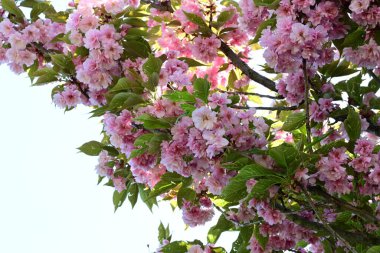 Bahçede büyüyen pembe çiçekli güzel bir ağaç.