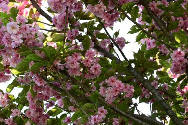 Bahçede büyüyen pembe çiçekli güzel bir ağaç.