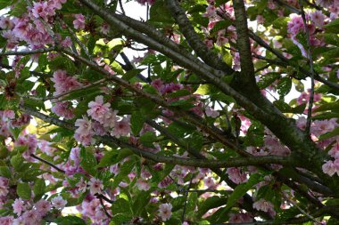 Bahçede büyüyen pembe çiçekli güzel bir ağaç.