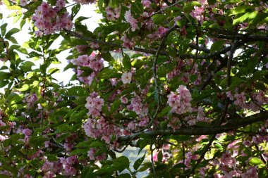 Bahçede büyüyen pembe çiçekli güzel bir ağaç.