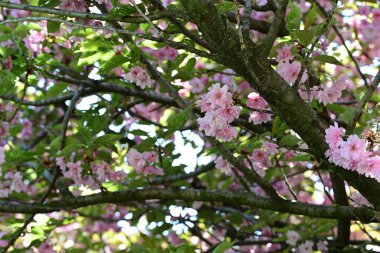Bahçede büyüyen pembe çiçekli güzel bir ağaç.