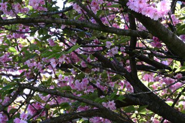 Bahçede büyüyen pembe çiçekli güzel bir ağaç.