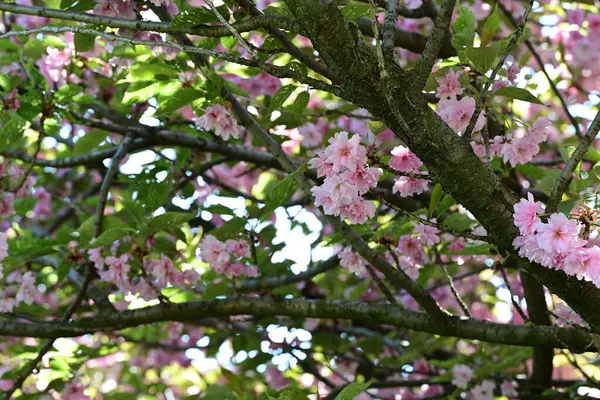 Bahçede büyüyen pembe çiçekli güzel bir ağaç.