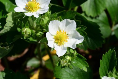 Anemon çiçekleri. Bahçedeki bahar çiçeklerini kapatın. 