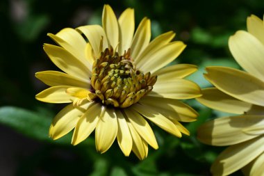 Güzel Gerbera çiçekleri, yaz konsepti, yakın görüş.