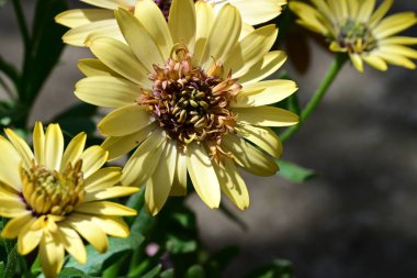 Güzel Gerbera çiçekleri, yaz konsepti, yakın görüş.