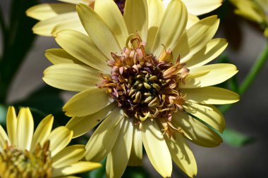 Güzel Gerbera çiçekleri, yaz konsepti, yakın görüş.