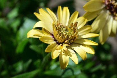 Güzel Gerbera çiçekleri, yaz konsepti, yakın görüş.