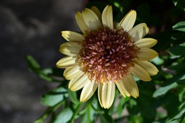 Güzel Gerbera çiçeği, yaz konsepti, yakın görüş.
