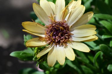 Güzel Gerbera çiçeği, yaz konsepti, yakın görüş.