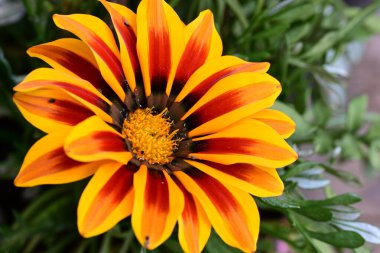 Güzel Gerbera çiçeği, yaz konsepti, yakın görüş.