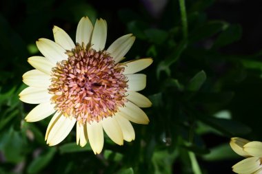Güzel Gerbera çiçeği, yaz konsepti, yakın görüş.
