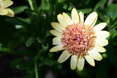 Güzel Gerbera çiçeği, yaz konsepti, yakın görüş.